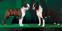 /album/calendario-caes-de-fato/thumbnail-photo-2020-03-24-17-20-02-jpg2/