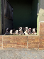 /album/lindo-bb-macho-disponivel/img-6129-jpeg/
