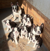 /album/lindo-bb-macho-disponivel/img-6231-jpeg/