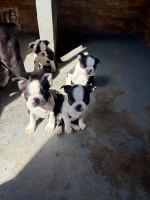 /album/lindo-bb-macho-disponivel/img-5910-jpeg/