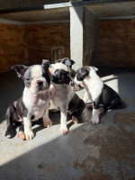 /album/lindo-bb-macho-disponivel/img-5918-jpeg/