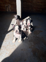 /album/lindo-bb-macho-disponivel/img-5908-jpeg/
