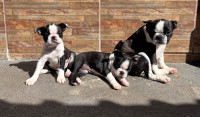 /album/lindo-bb-macho-disponivel/img-5907-jpeg/